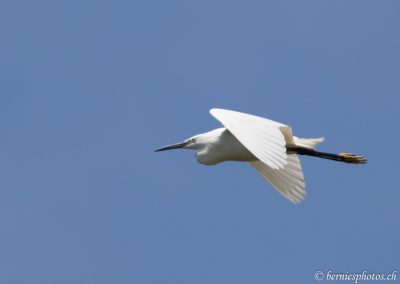 Aigrette garzette