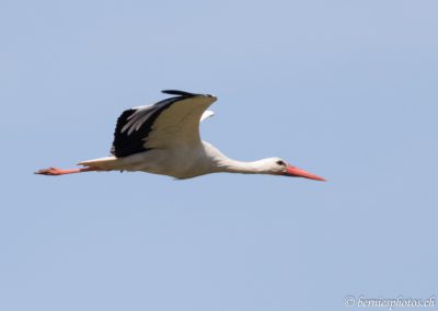 Vol de cigogne blanche