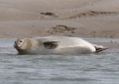 La mer monte bientôt la fin de la sieste!