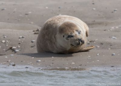 Phoque veau marin