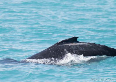 Le dos rond de la baleine à bosse