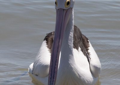 Pélican à lunettes