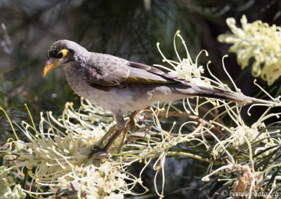 Méliphage bruyant en quête de nectar
