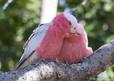 Chez nous c'est la vie en rose