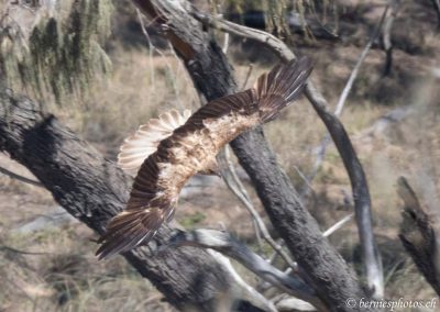 Pygargue glabre volant sur la forêt côtière