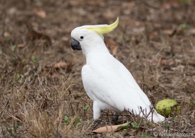 Cacatoès à huppe jaune