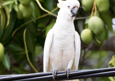Cacatoès à huppe jaune devant son garde-manger