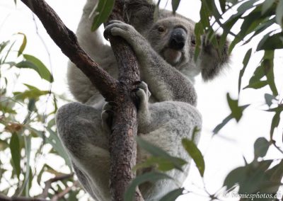 Adorable koala!