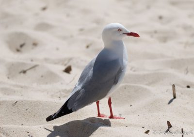 Mouette argentée sur la plage
