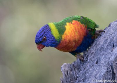 Loriquet à tête bleue