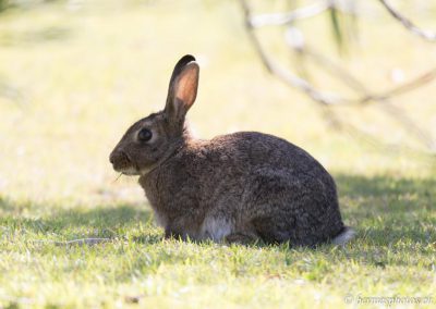 Lapin dans un parc près des habitations