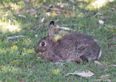 Lapin problématique? J'y peux rien moi!