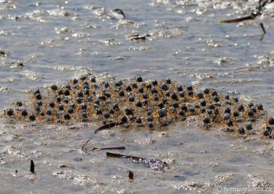 Bataillon de crabes soldats