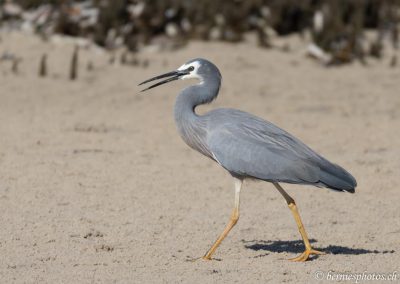 Aigrette à face blanche au pas