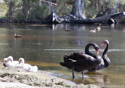 Famille de cygnes noirs