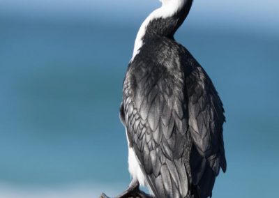 Beau plumage non?