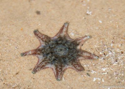 Etoile de mer au fond de sa flaque