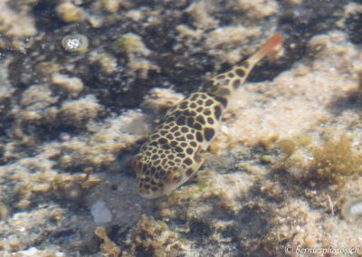 Poisson coffre dans sa flaque