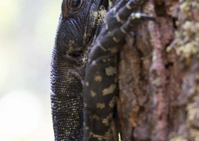 Varan bigarré sur son tronc