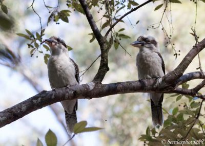 Couple de martins-chasseurs géants