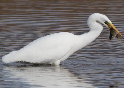 Grande aigrette à la pêche 5/30
