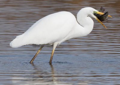 Grande aigrette à la pêche 6/30