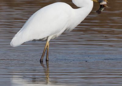 Grande aigrette à la pêche 8/30