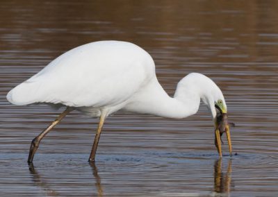 Grande aigrette à la pêche 10/30