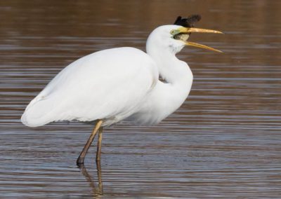 Grande aigrette à la pêche 11/30