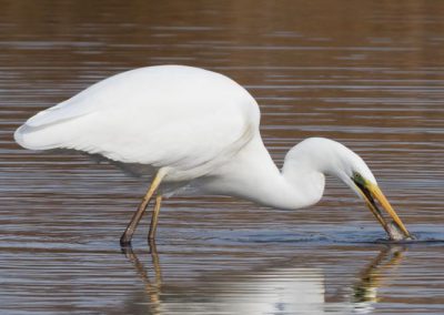 Grande aigrette à la pêche 14/30