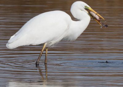 Grande aigrette à la pêche 16/30