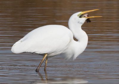 Grande aigrette à la pêche 23/30
