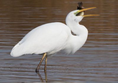 Grande aigrette à la pêche 24/30