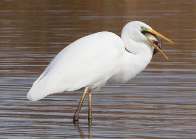 Grande aigrette à la pêche 25/30