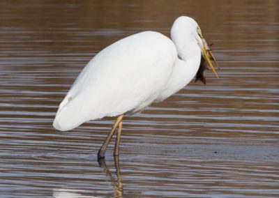 Grande aigrette à la pêche 27/30