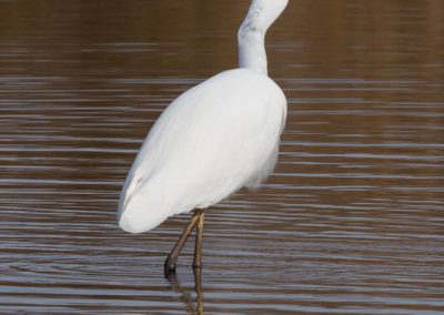 Grande aigrette à la pêche 28/30