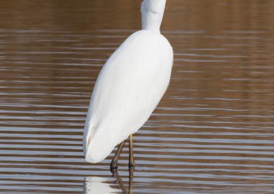 Grande aigrette à la pêche 30/30
