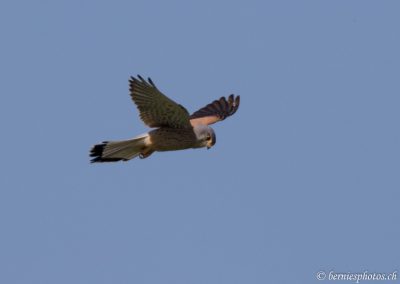 Faucon crécerelle en observation stationnaire