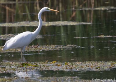 Grande aigrette guettant le poisson