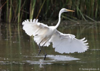 Grande aigrette à la pêche