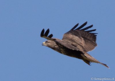 Buse variable