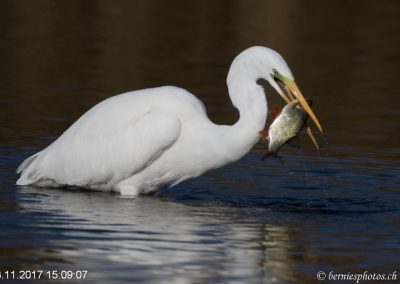 Grande aigrette à la pêche 2/7