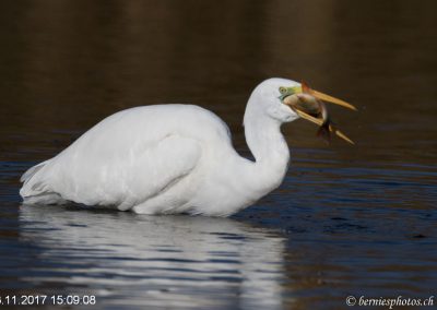 Grande aigrette à la pêche 4/7