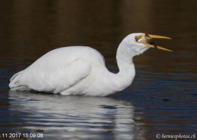 Grande aigrette à la pêche 5/7