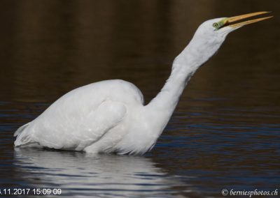Grande aigrette à la pêche 6/7