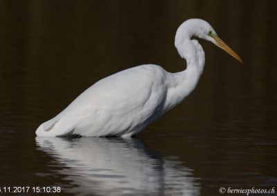 Grande aigrette à la pêche 7/7