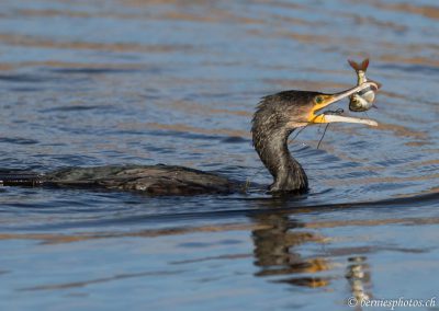 Grand cormoran avec sa pêche