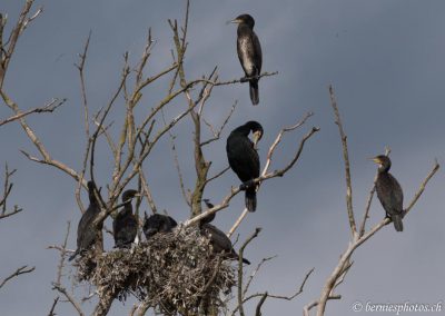 Nid de grands cormorans