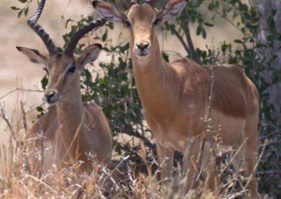 Deux impalas de face