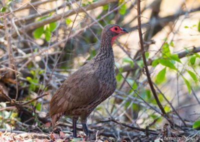 Francolin de Swainson